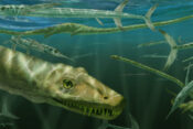 Dinocephalosaurus orientalis plava v vodi