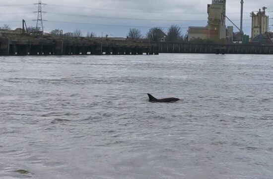 Britance presenetili delfini v Temzi (FOTO & VIDEO)