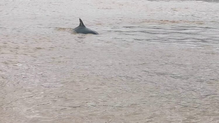 V Temzi so Britanci opazili delfine