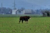 Pobeg krave v Kamniku