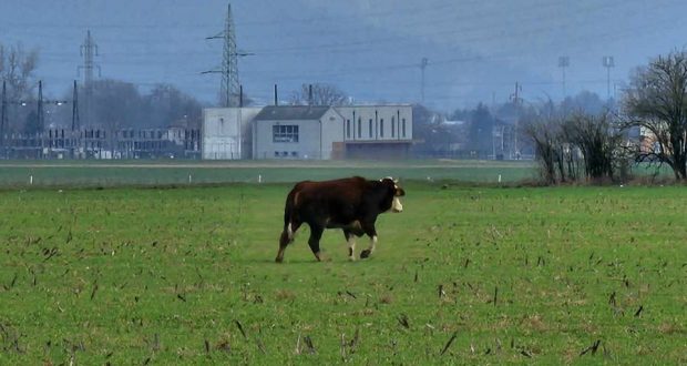 Pobeg krave v Kamniku