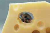 miška v švicarskem siru