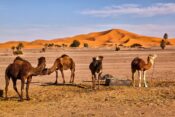 enogrbe kamele, dromedarji, Erg Chebbi, Maroko, sipina, puščava