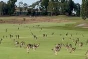 kenguruji, stampedo, Avstralija, golfišče, igrišče za golf