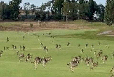 kenguruji, stampedo, Avstralija, golfišče, igrišče za golf