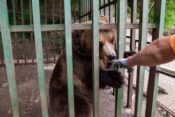 Rjavi medved v ujetništvu