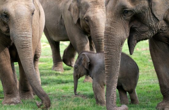 azijski slon, mladič