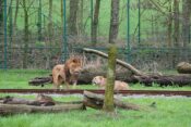 Lev v živalskem vrtu v Belgiji