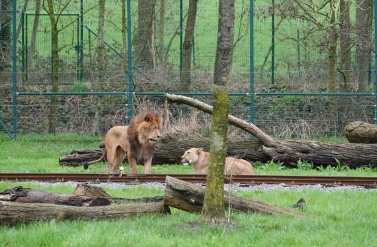 Lev v živalskem vrtu v Belgiji