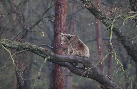 Na fotografiji medved, ki se prebuja iz hibernacije. Fotografija je nastala v Turčiji.
