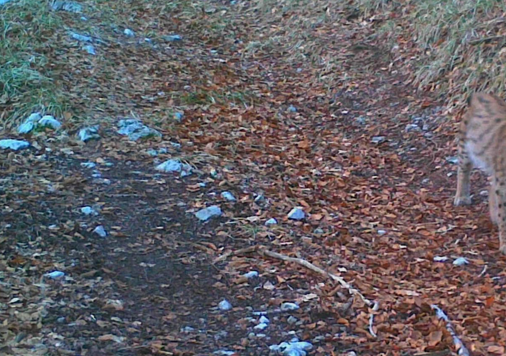 Kamera na Hrvaškem ujela ‘veliko zver’: “Kdo se sprehaja po naših gozdovih?”