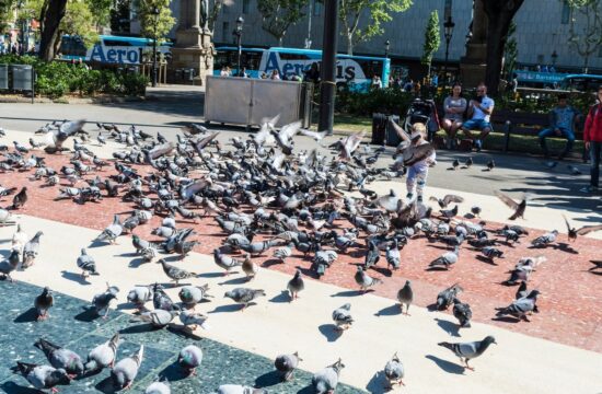 Barcelona v “vojni” proti golobom rekrutirala ujede