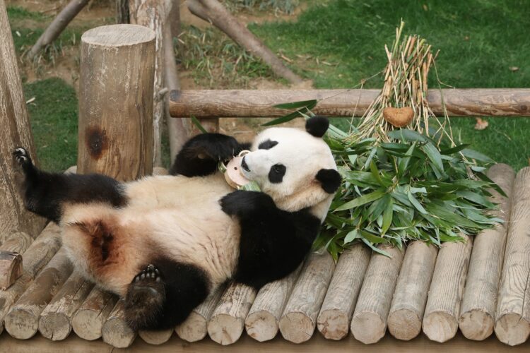 Panda Fu Bao