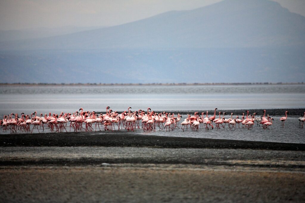 jata flamingov