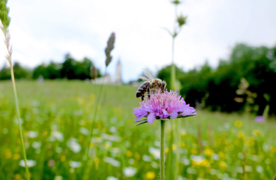 travnik čebele