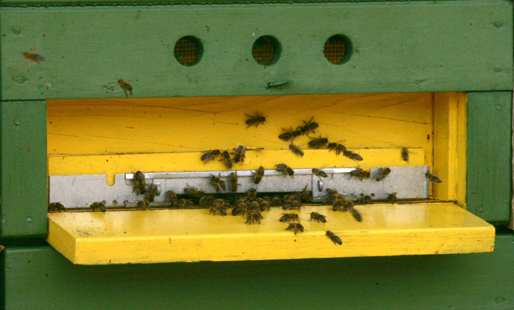čebele