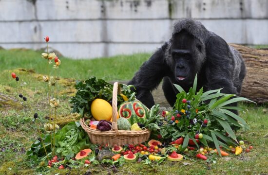 Najstarejša gorila na svetu Fatou