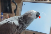 ptice študija