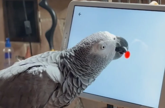 Če lahko malčki uporabljajo tablične računalnike, zakaj jih ne bi mogle papige