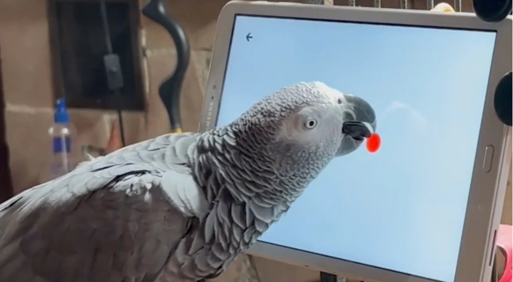 Če lahko malčki uporabljajo tablične računalnike, zakaj jih ne bi mogle papige