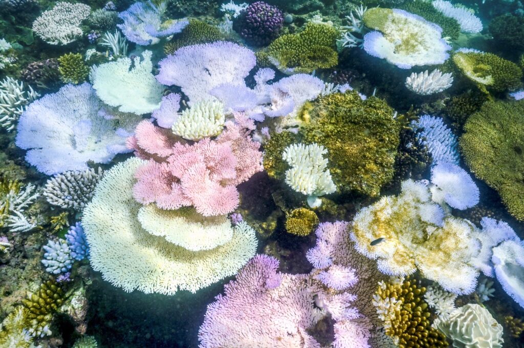 Beljenje koral