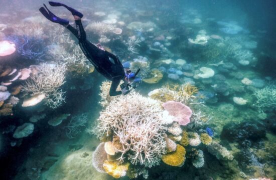 Beljenje koral