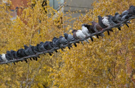 golobi elektrika