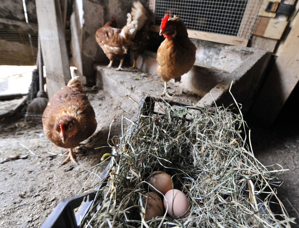 Tri jajca domačih kokoši lezijo v gnezdu sredi kurnika
