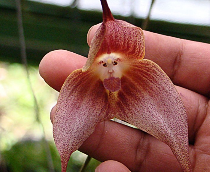 Dracula Simia, orhideja, mokexyface orchid, opičji obraz