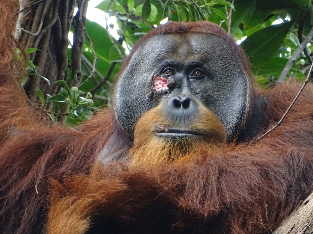 Samozdravljenje orangutana