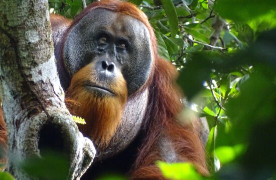 Orangutan osupnil znanstvenike: “Tega še nismo videli”