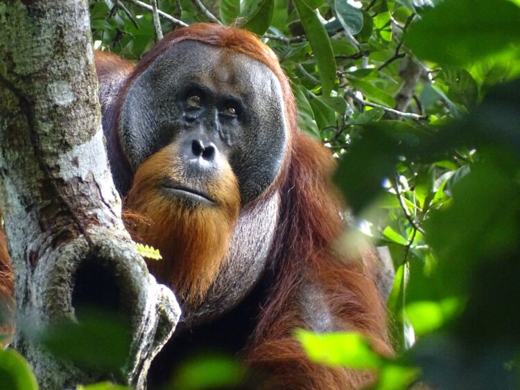 Samozdravljenje orangutana