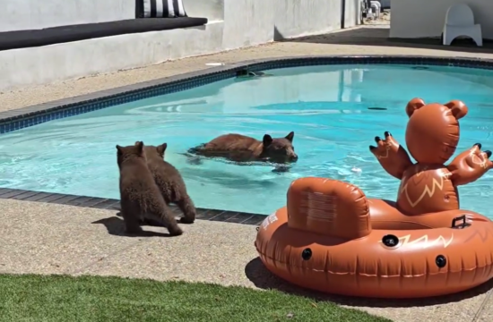 medved plava v bazenu