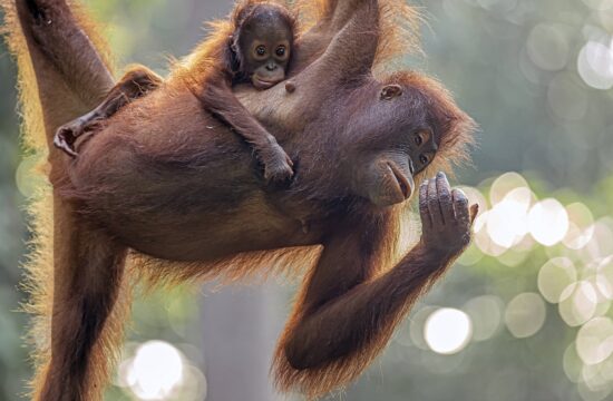orangutan in mladič