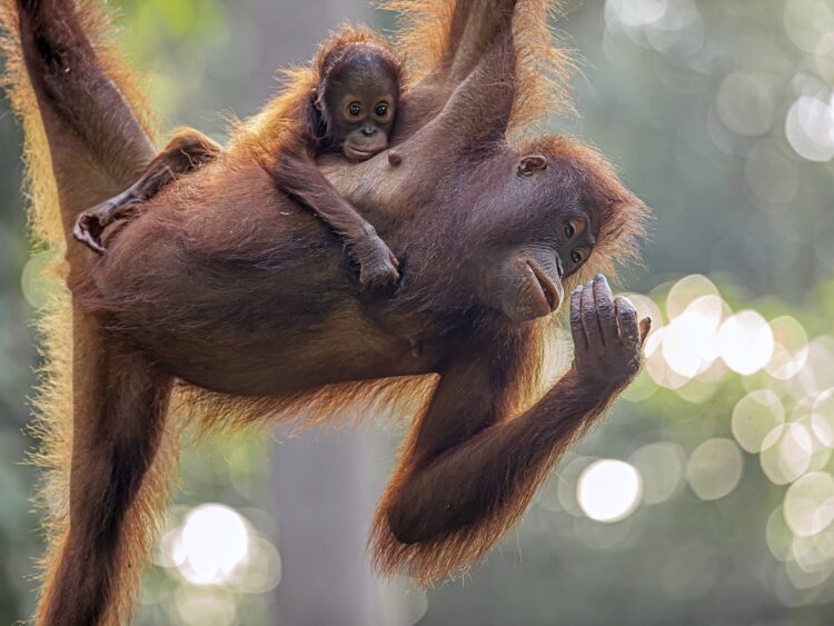 orangutan in mladič