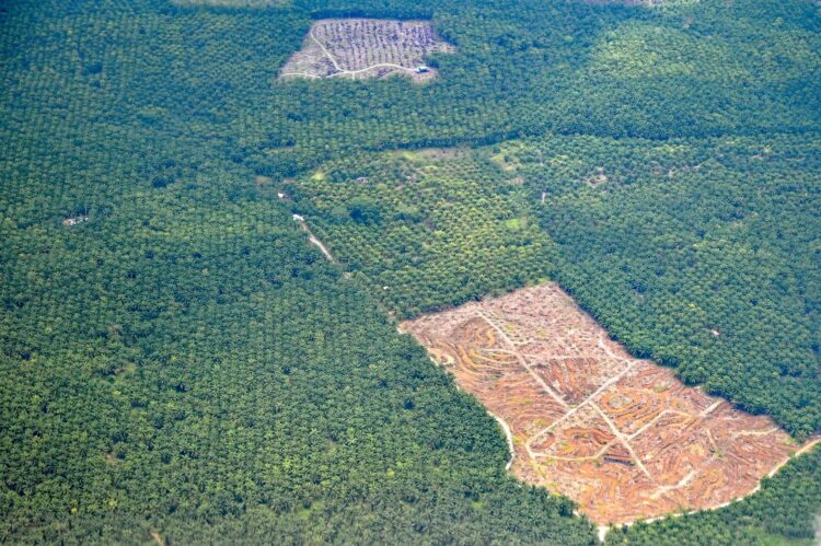 krčenje gozdov Borneo