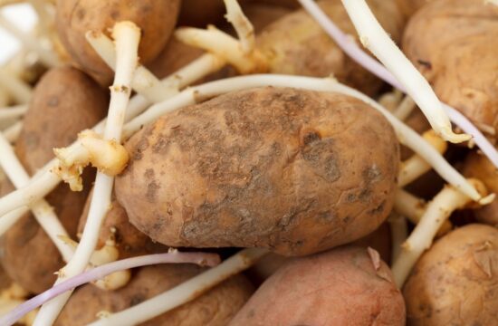 Kako shraniti krompir, da ne bo kalil: naredite, kar so delale že naše babice
