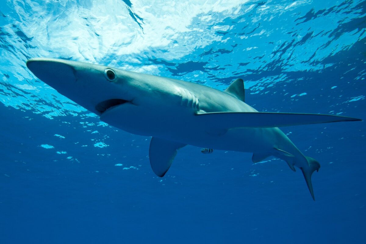 V Jadranskem morju ujel morskega psa, dolgega tri metre in težkega skoraj 200 kg