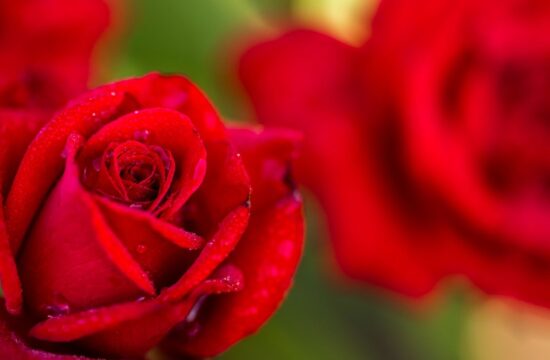 Enostaven trik, s katerim bodo vrtnice celo poletje bujno cvetele