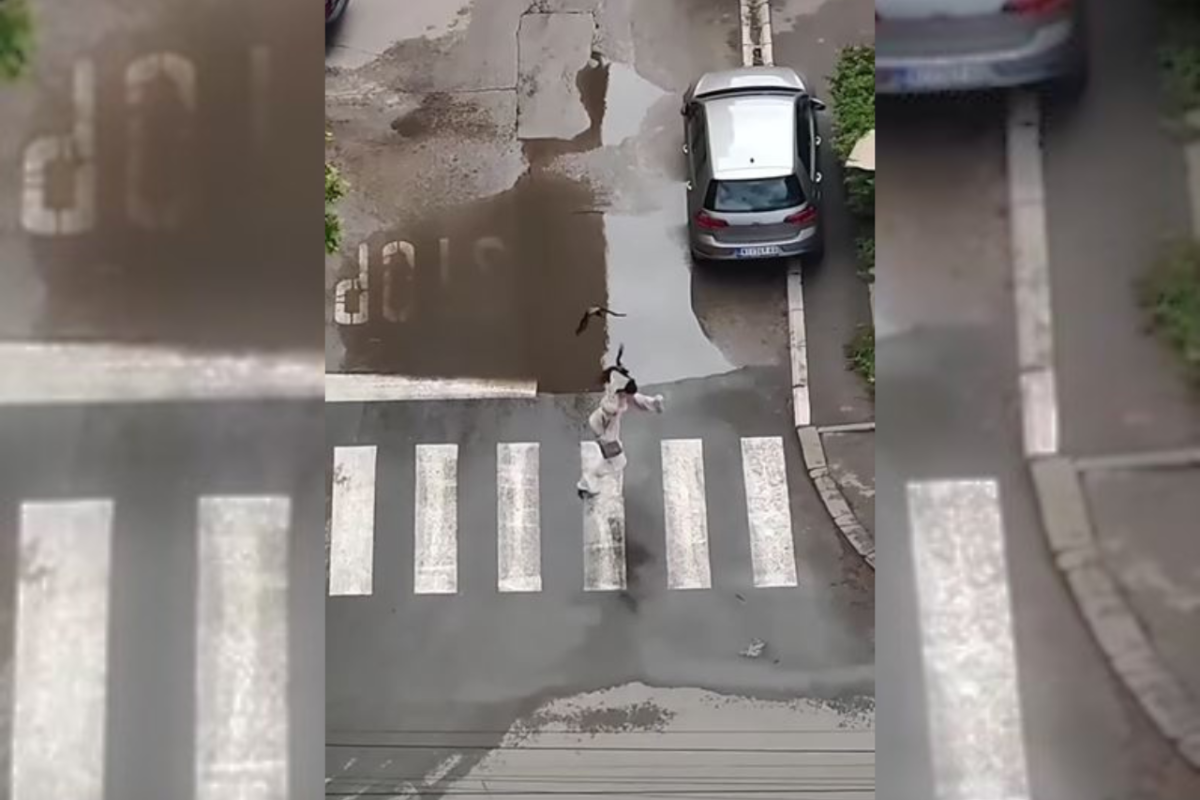 Kot iz Hitchcockovega filma: ljudi na ulici v Srbiji napadale vrane (VIDEO)