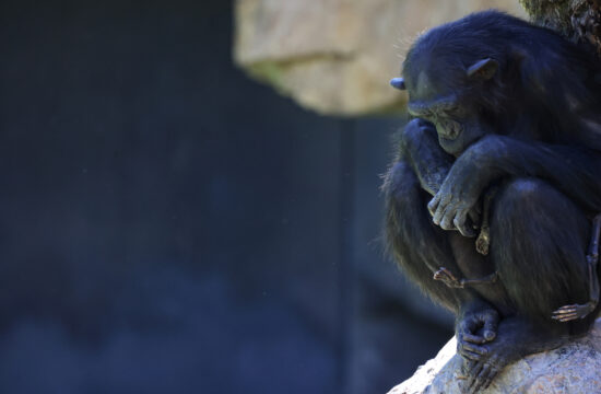 Žalujoča šimpanzinja v španskem živalskem vrtu