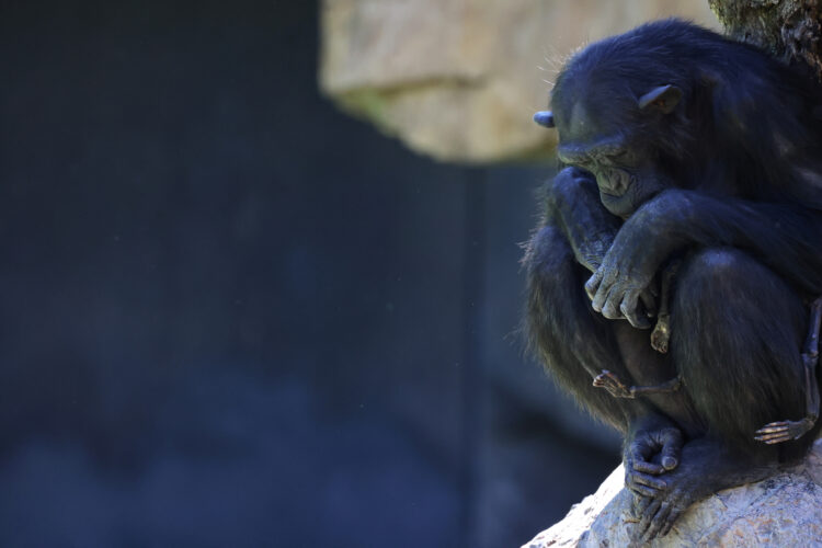 Žalujoča šimpanzinja v španskem živalskem vrtu