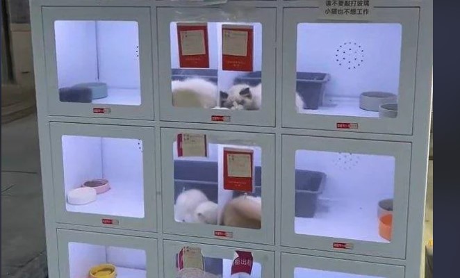 prodajni avtomat, Kitajska, živali