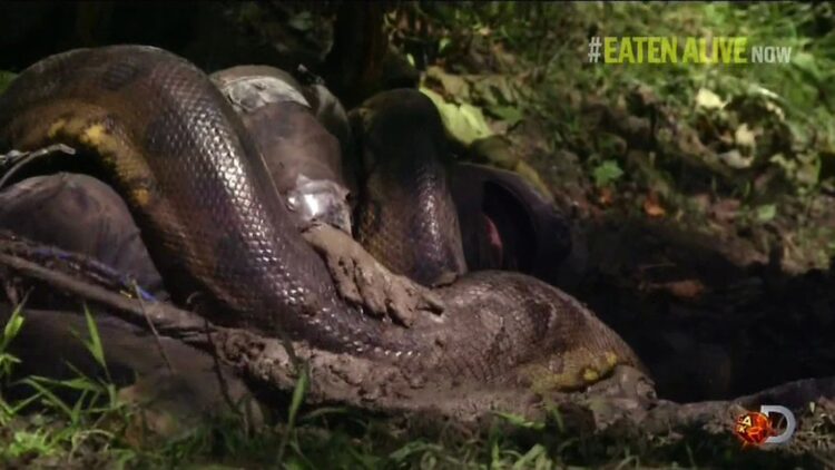 Paul Rosolie, anakonda, Eaten Alive, Discovery, dokumentarec, Živ požrt
