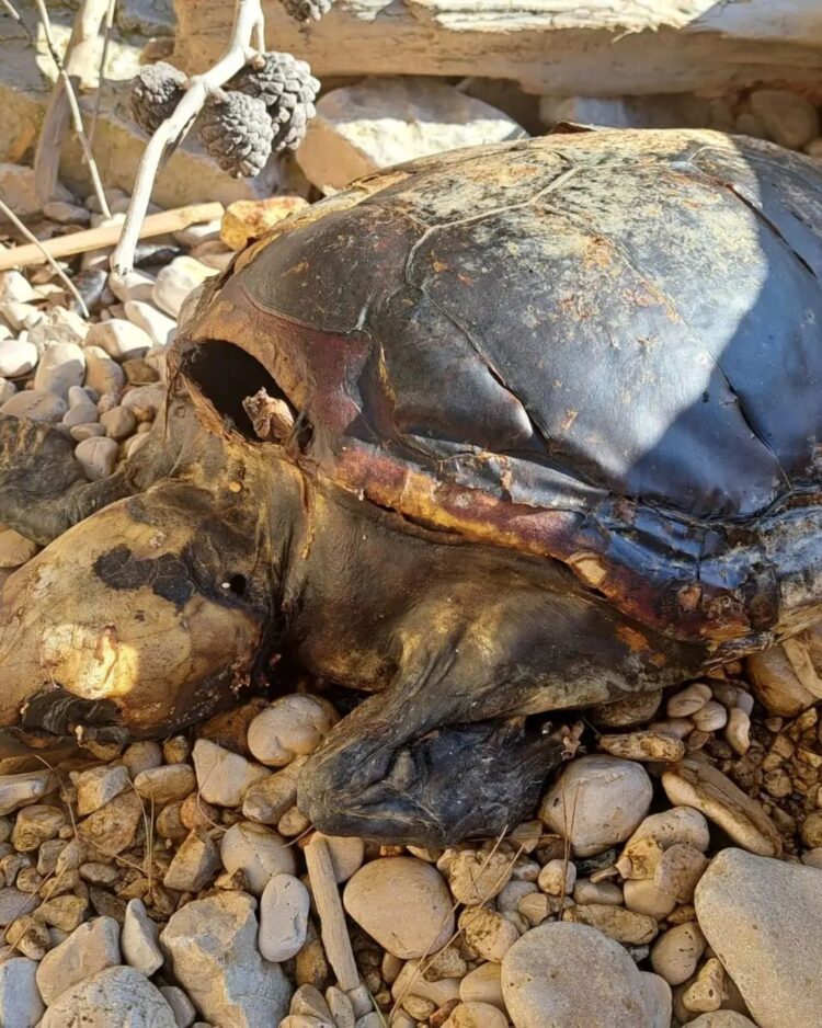 Mrtva želva na Lastovu