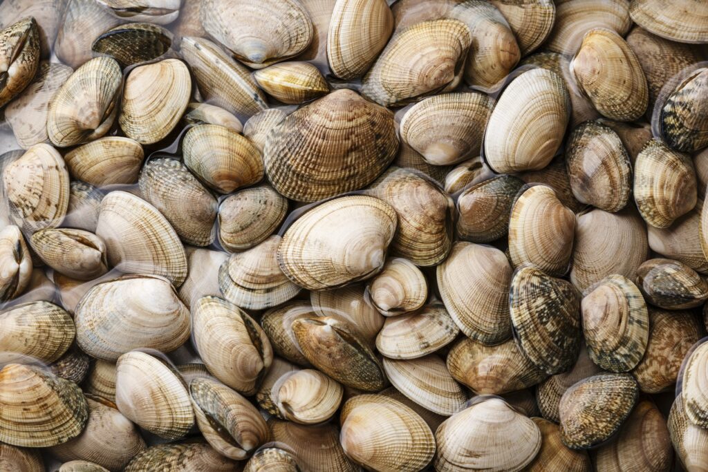 Vongole