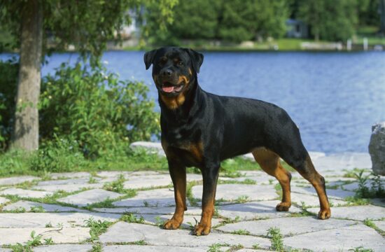 Rottweiler