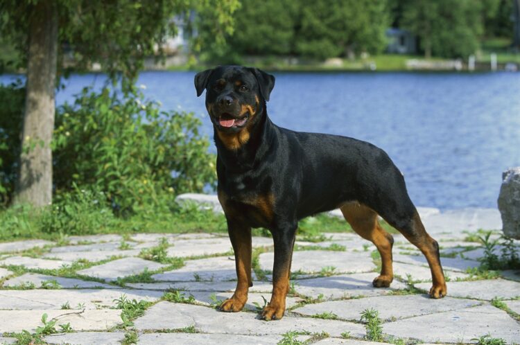 Rottweiler