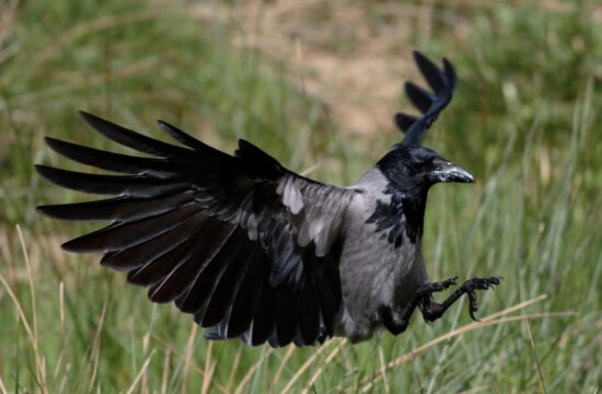 Vrane napadajo sprehajalce: “Ženska se je komaj ubranila pred napadom”