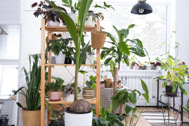 Rastline v stanovanju